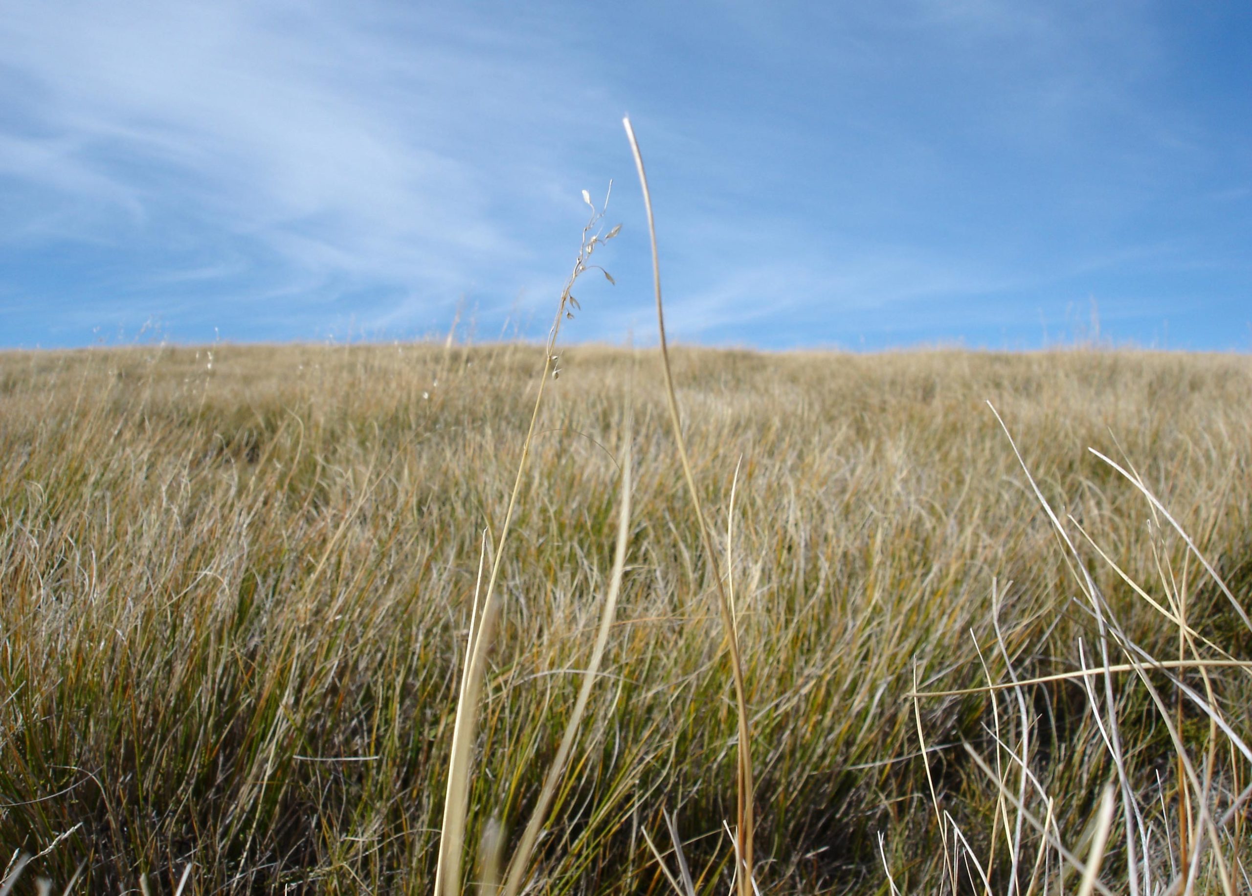 alpine_grass