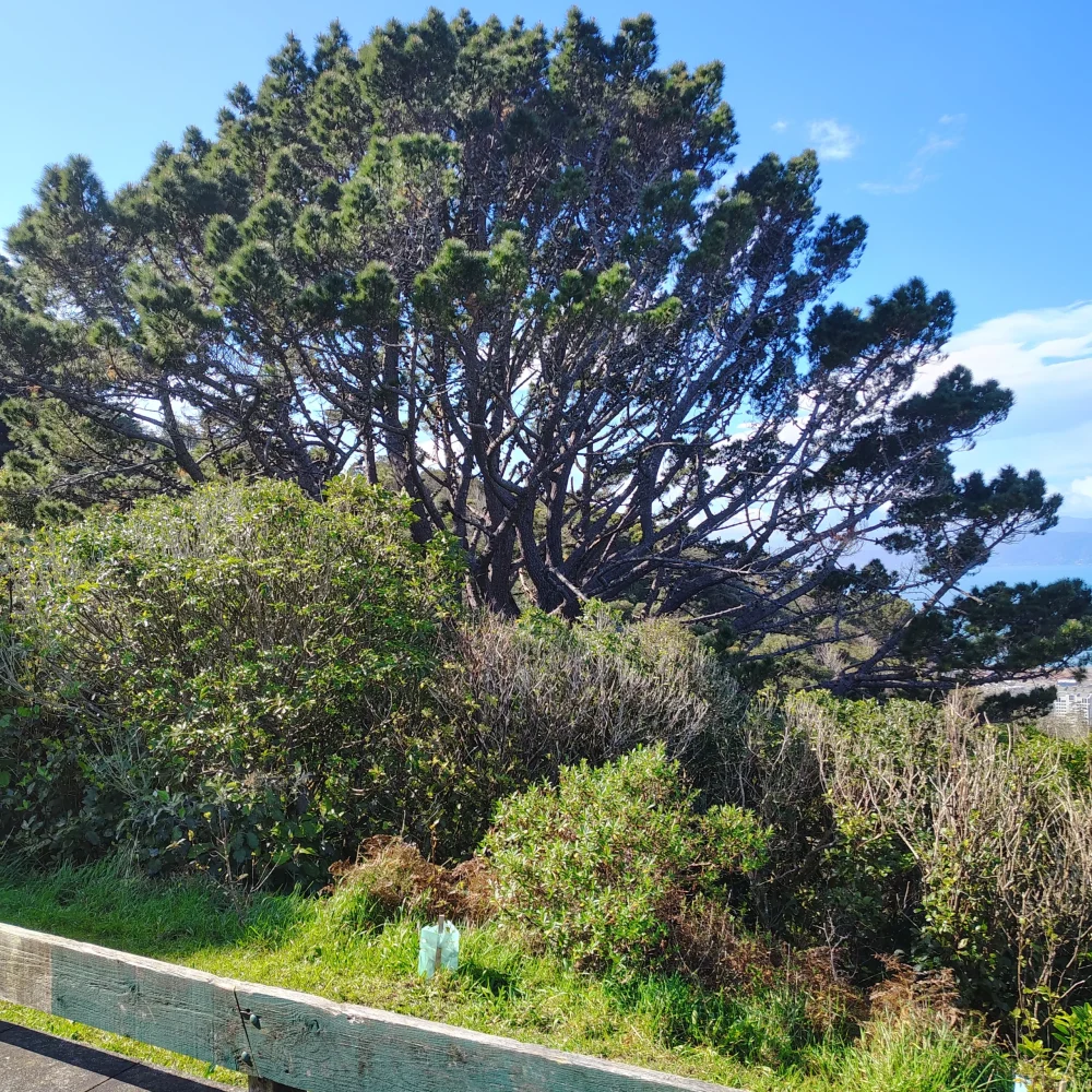 Peg – Psychiatrist, Christchurch