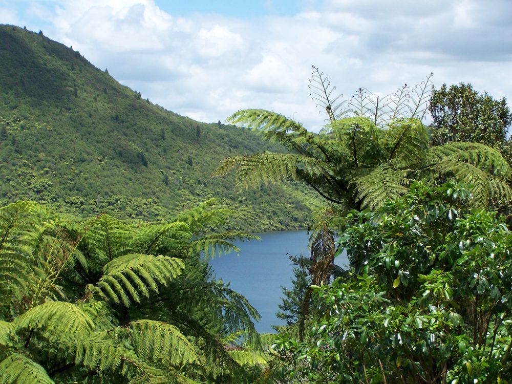 Kiwi Slang 101: A Survival Guide for Overseas Doctors in New Zealand